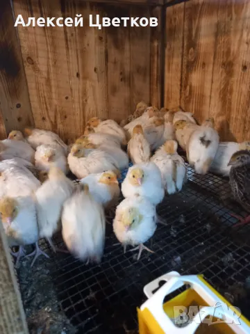 Пъдпъдъци, снимка 8 - други­ - 48031039