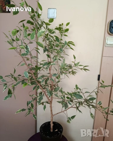 Фикус бенджамин, снимка 2 - Стайни растения - 51123169
