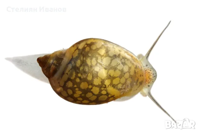 Планорбис (Planorbis planorbis) - водни охлюви за аквариум или градинско езеро, снимка 4 - Други - 55898574