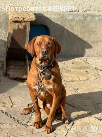 Кучето е женско на 4 гд