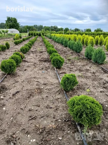 Туя, даника и ауреа нана, снимка 2 - Градински цветя и растения - 50420048