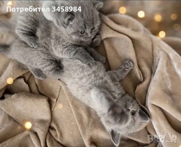 Британска късокосместа , снимка 8 - Британска късокосместа - 56412023