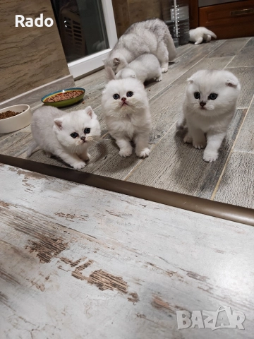 Клепоухи и правоухи сребърни чинчили 