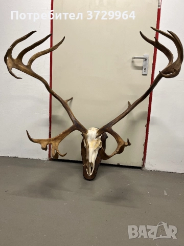 Огромен трофей от карибу - Северен Елен, снимка 4 - Други - 50464327