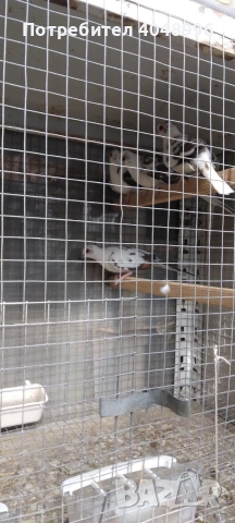 Диамантени гугутки, снимка 6 - други­ - 53929116