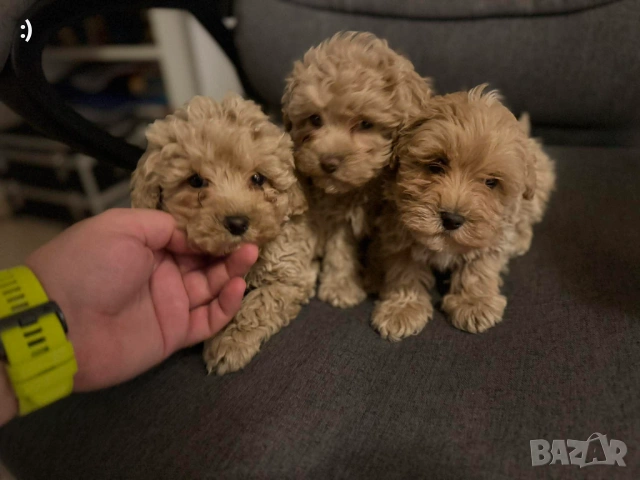 Малтипу Актуално от 23.01.2026, снимка 4 - Пудели - 53163764