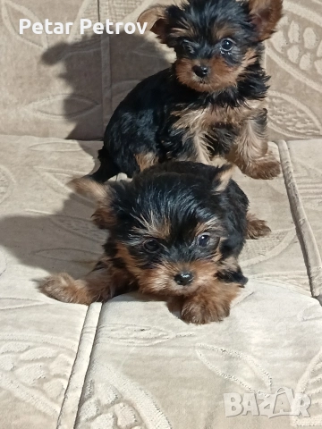 Йоркширски териер , снимка 5 - Йоркширски териер - 52983966