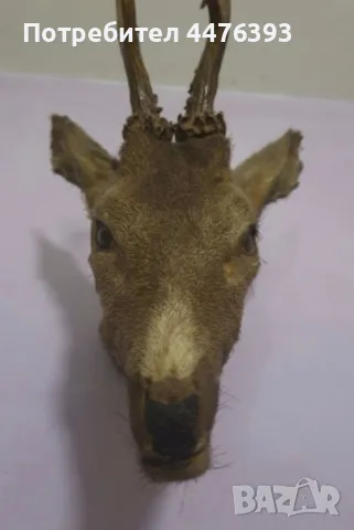 Трофей - Глава на Сръндак, снимка 3 - Други ценни предмети - 50337244