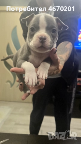 Американско Покет були, снимка 11 - Други - 52671780