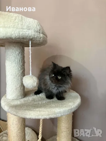 Персийски котенца , снимка 4 - Персийска - 56340555