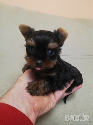 Йоркширски териер