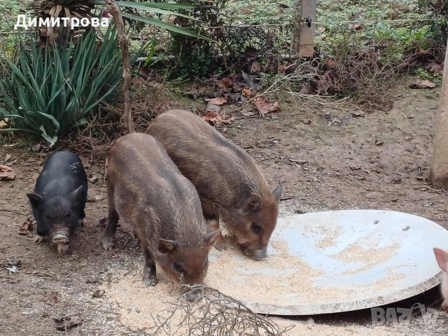 Разменям виетнамски прасета за други животни или зърно, снимка 4 - Прасета - 52406042