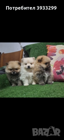 Померан мини померанчета, снимка 5 - Померан - 53930972