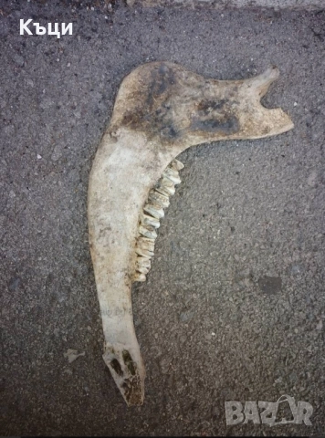 Челюсти от крава. , снимка 2 - Други - 52201884