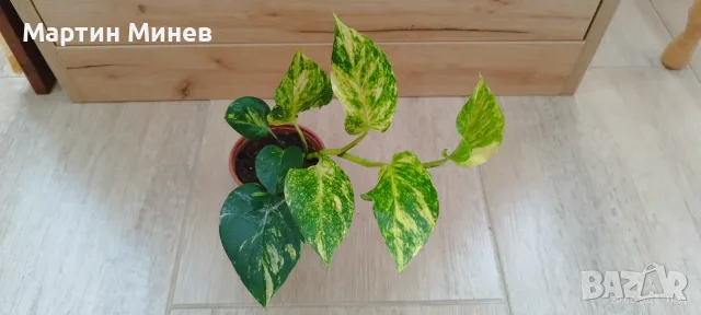 Филодендрон (Philodendron) / Сингониум (Syngonium), снимка 8 - Стайни растения - 47059632