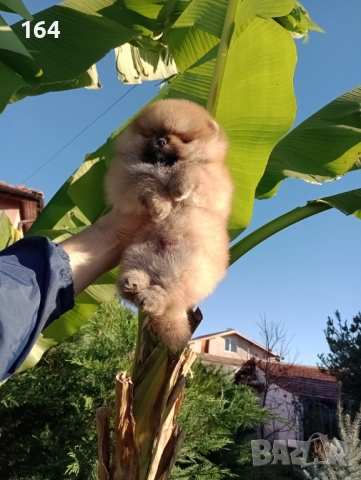 Мъжки Померан. Реални снимки!, снимка 5 - Померан - 52556292