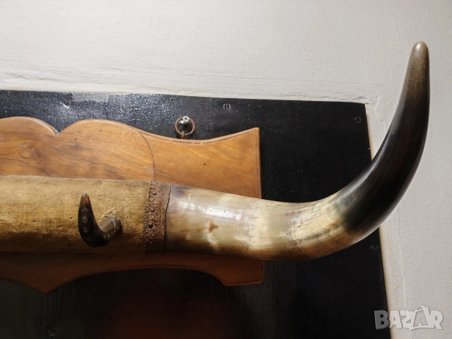 Рога от вол, Тексас , каубой, родео, закачалка. , снимка 7 - Антикварни и старинни предмети - 52000137