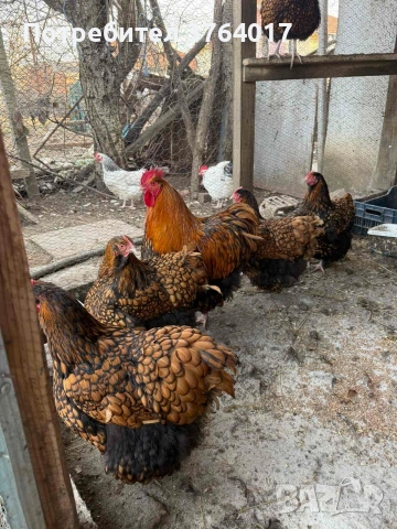 Златнокантриран Орпингтон свободни , снимка 2 - други­ - 54007357