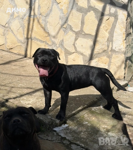 Английски стафордширски бултериер 