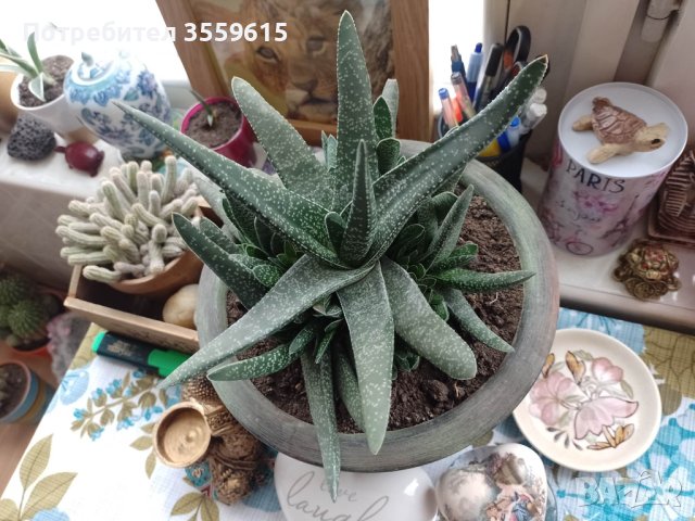 екзотично растение в красива керамична саксия, снимка 3 - Стайни растения - 40840528