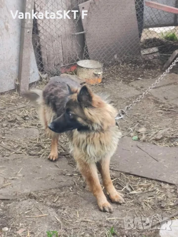 Немска овчарка, снимка 3 - Немска овчарка - 50455994