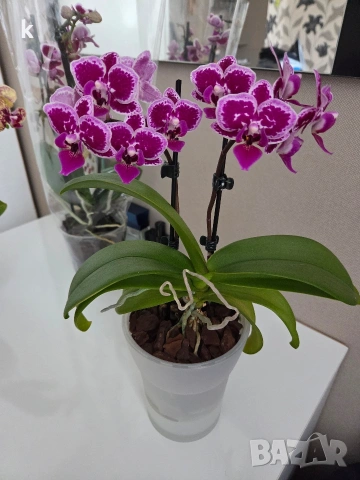 phalaenopsis в самополивна саксия