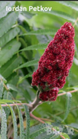 Рустифина дърво , снимка 3 - Разсади - 39458529