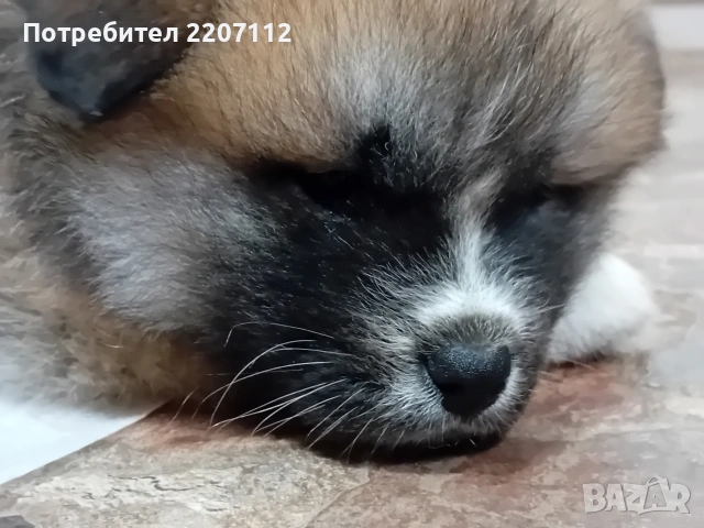 Продавам женско Акита ину на 45 дни. обезпаразитено., снимка 12 - Акита ину - 53146736