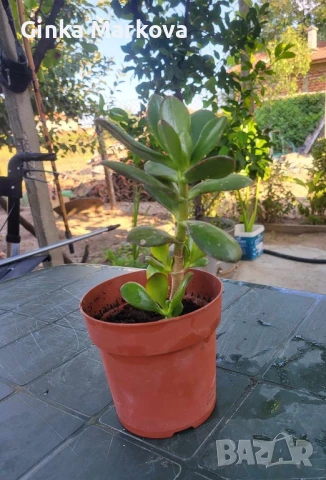 Красула Овата(Дървото на живота)- 5,99лв., снимка 2 - Стайни растения - 50731607