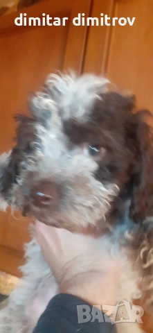 лагото романьоло , снимка 3 - Други - 52431390