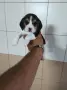 Бигъл елизабет.   , снимка 5