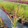 Императа Червен Барон, Imperata 'Red Baron', Декоративна трева, снимка 9