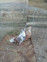Николаевски гълъби 5 двойки , снимка 11