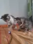 ПОДАРЯВАМ 2 КОТЕТА на 3месеца, снимка 1
