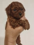 предлагам той пудели , снимка 3