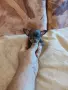 продавам чихуахуа , снимка 4