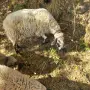 продавам две ярета и овца, снимка 3