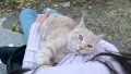 Подарявам коте СПЕШНО , снимка 1