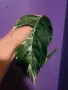 Резници резници , снимка 1