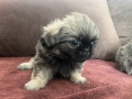 Малки Пекинези, снимка 7