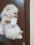 Померан, снимка 9