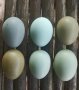 Оплодени зелени яйца