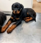 Мъжко ротвайлерче, снимка 2