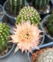 Кактуси Echinopsis хибриди, снимка 2