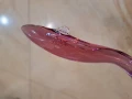 стъклена змиорка Murano , снимка 5