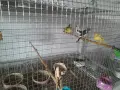 продавам конари таэи годишни и минало годишни, снимка 2