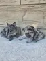 Френски Булдог Blue Lilac Merle, снимка 2