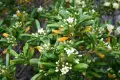 Питоспорум (Pittosporum) – Вечнозелена елегантност и неповторим аромат, снимка 3