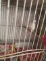Канар мъжки пее, снимка 1