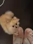 2 момичета и 1 момче, снимка 7